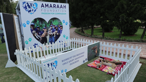 Amaraah Foundation campaign with pets relaxing while leashed in surroundings