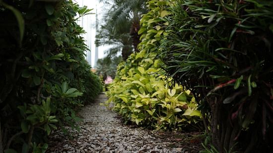 A walkway with trees on either side in the Garden Area - Black Thunder, Coimbatore