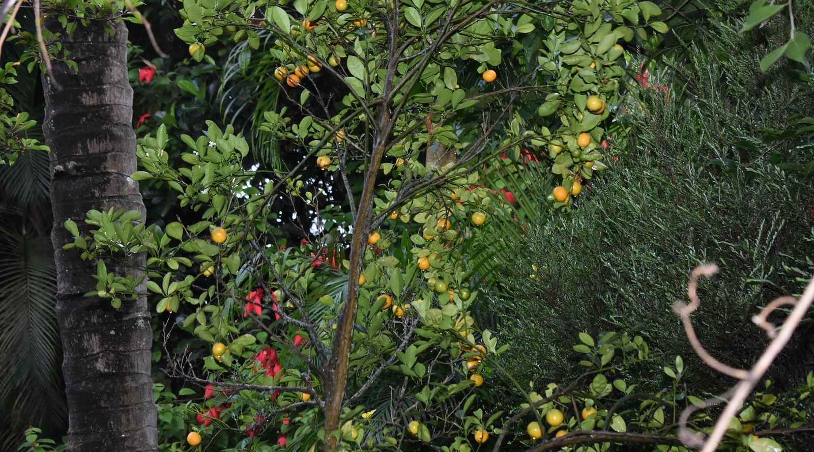 image of a cashew tree with well produced cashew fruits