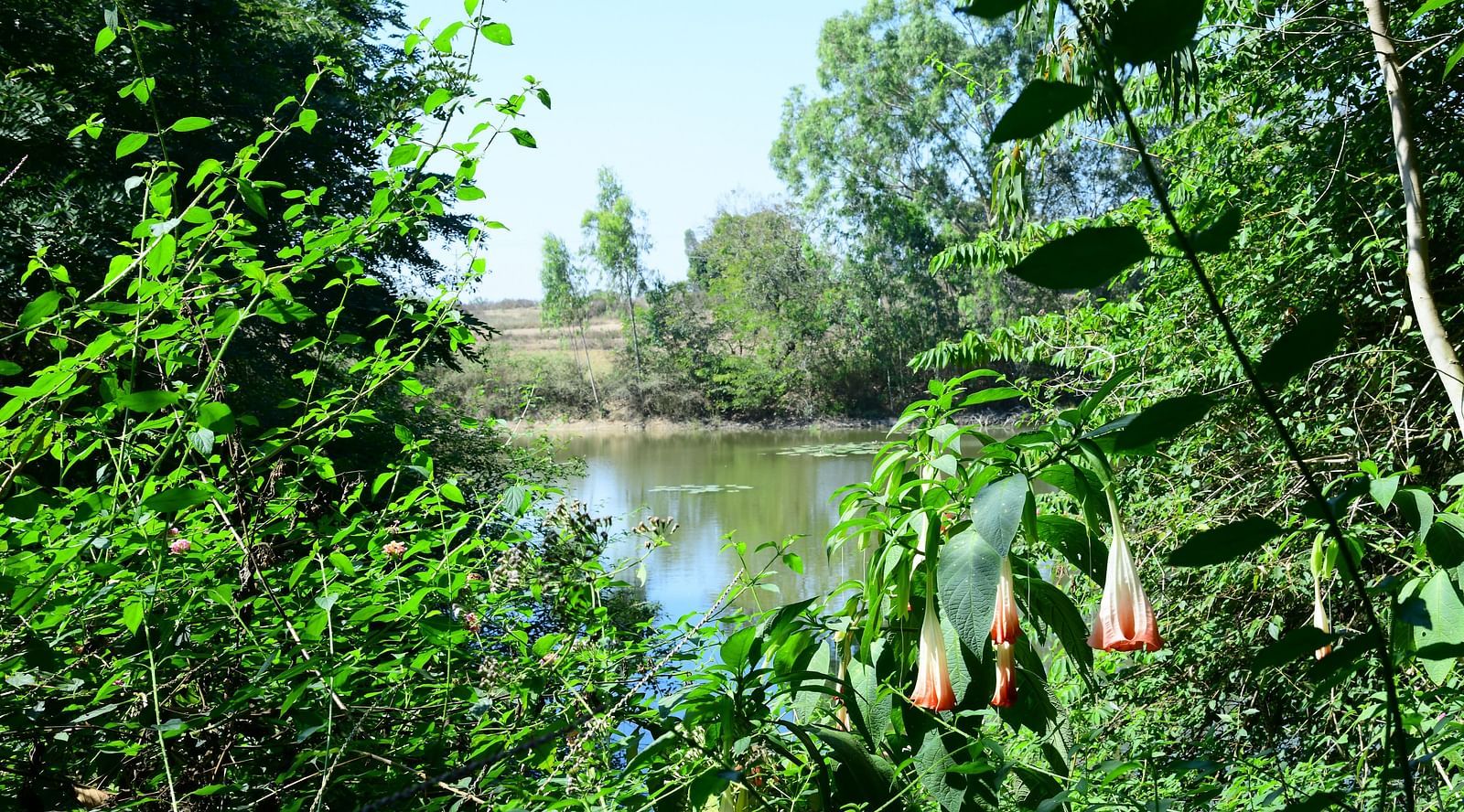 A view of a serene lake with surrounding exotic flowers and lush greenery - Hoysala Village Resort, Hassan
