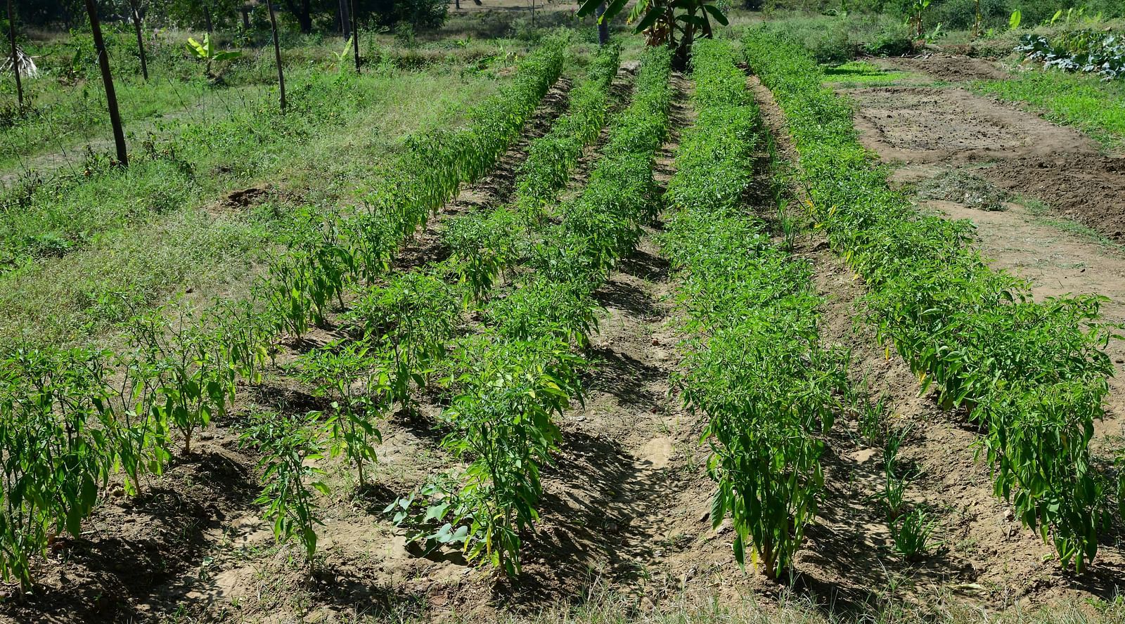 image of a lush green agricultural field with samplings growing - Hoysala Village Resort