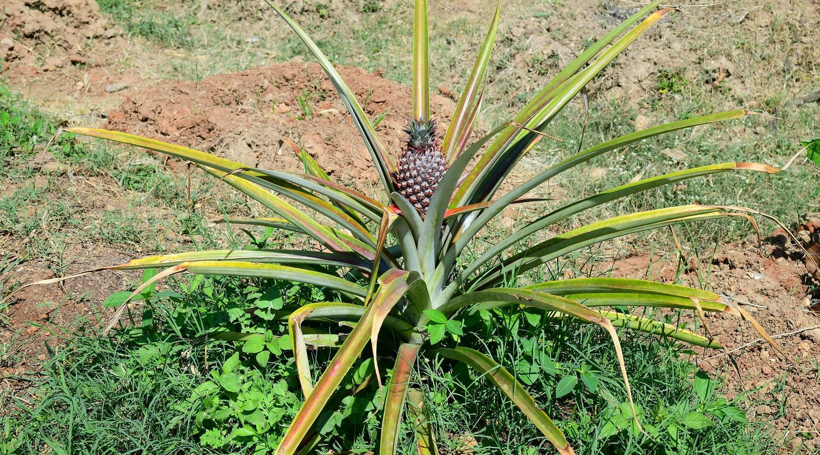 image of a pineapple plant at hoysala village resort