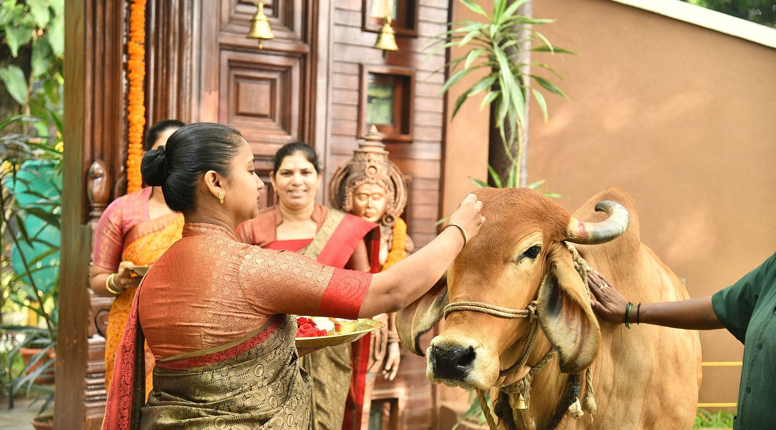 staff worshipping the divine cow at hoysala village resort, hassan