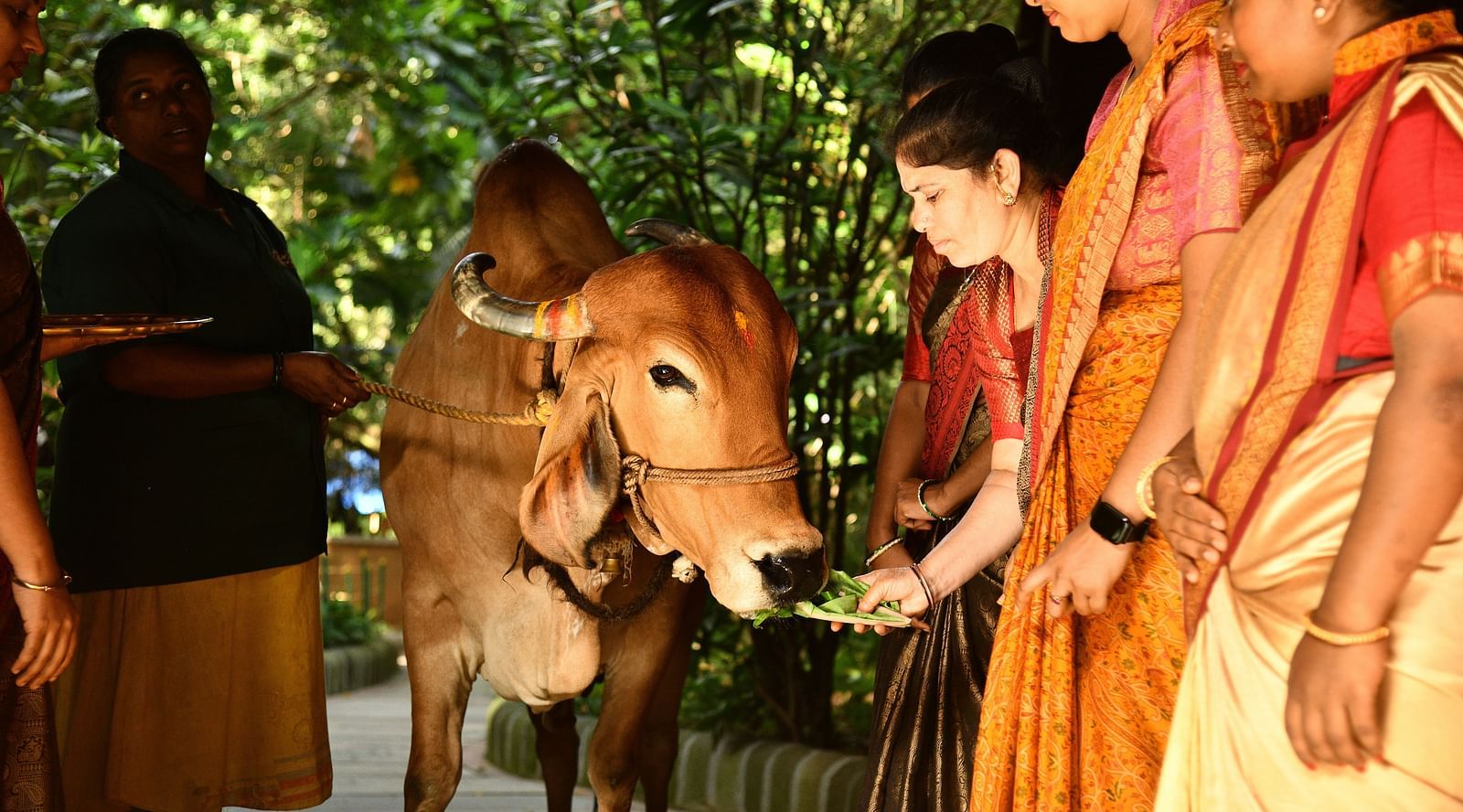 staff feeding the divine cow at hoysala village resort, hassan
