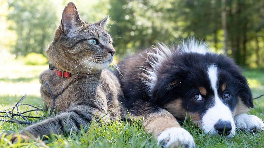 a cat and a dog laying on the field