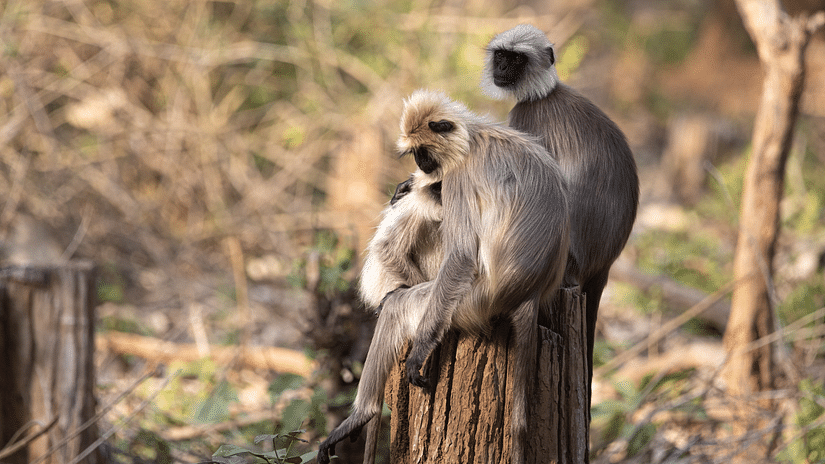 two monkeys sitting on a tree bark in kabini