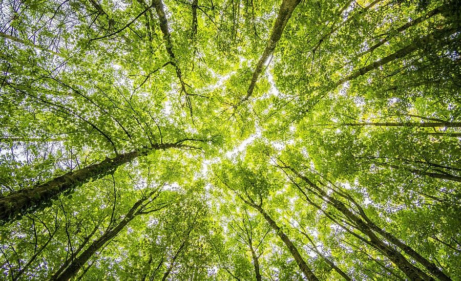 Looking upwards from the ground, a photograph captures the lush green canopy of a dense forest, with trees converging towards the center, backlit by a bright sky.