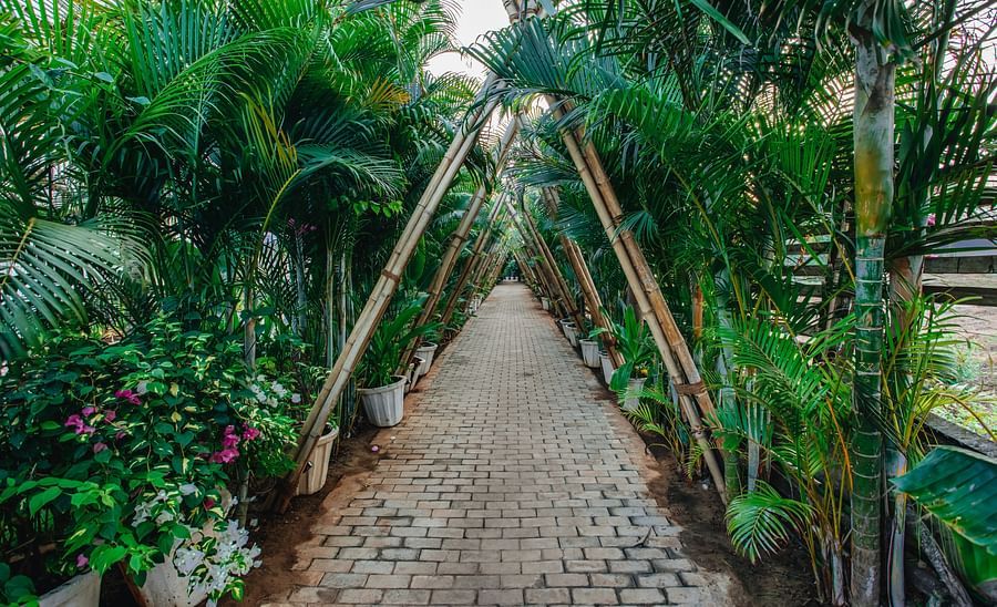 image of a pathway surrounded by lush tropical greenery with a lot of plants in the day time