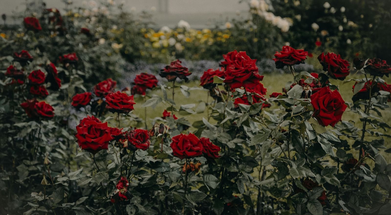 Roses with ferns and flowers in the background