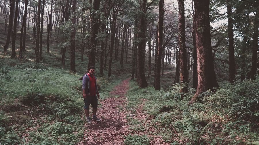 A person on a trekking train surrounded by tall trees and greenery