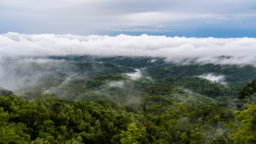 Lush mountains with slopes enveloped by fog in Chikmagalur