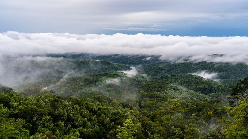lush hills enveloped by fog