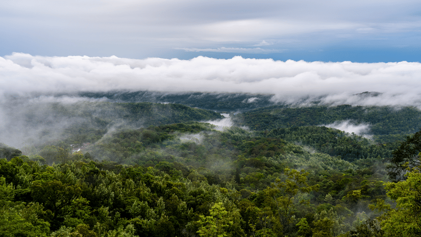 Lush mountains with slopes enveloped by fog in Chikmagalur