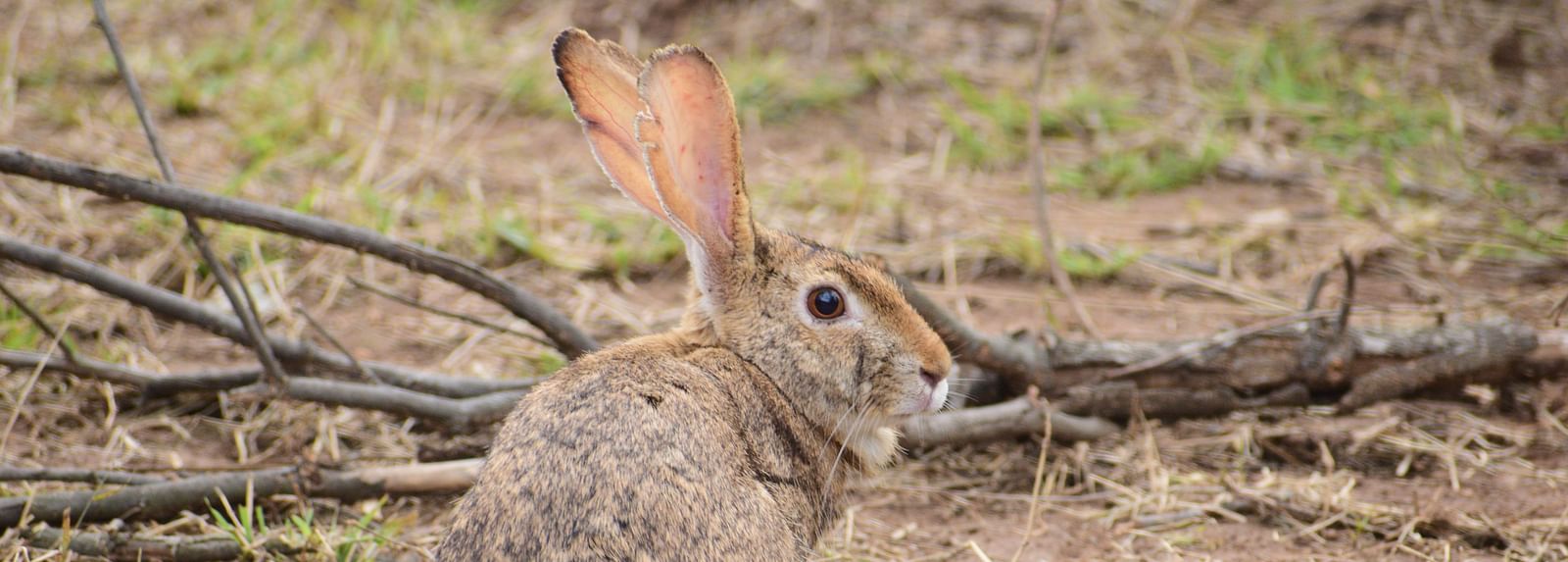 A picture featuring a rabbit resting on the ground with grass in the day time