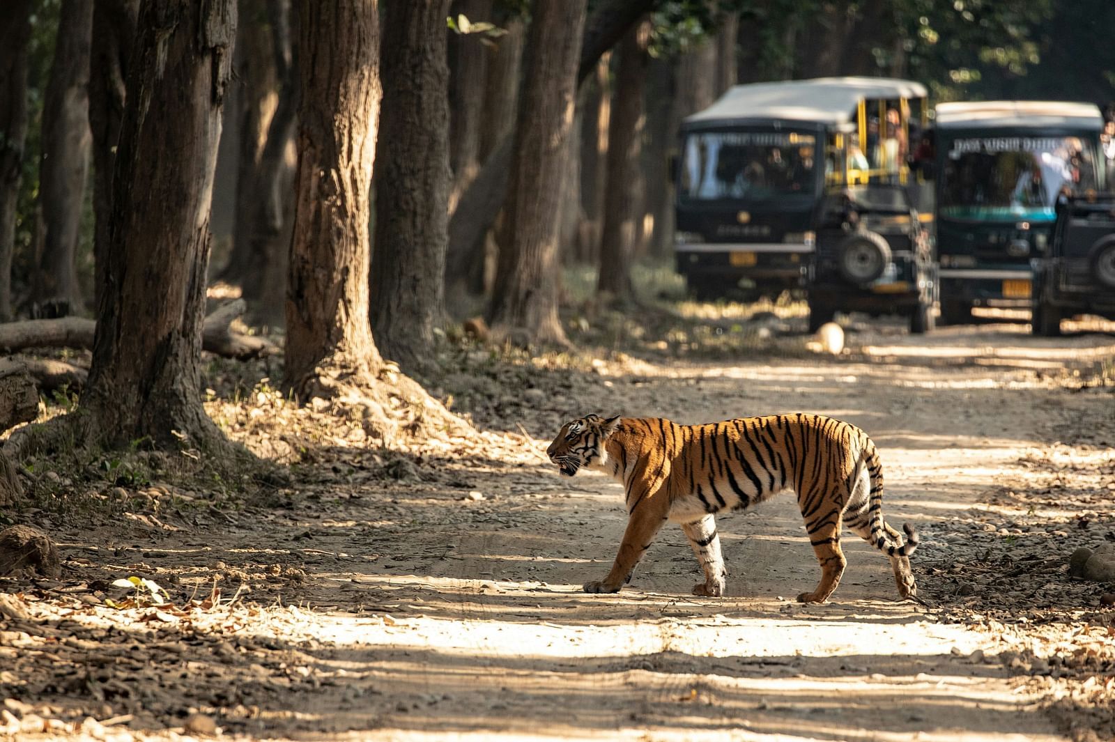 people in vehicles watching a tiger cross a road