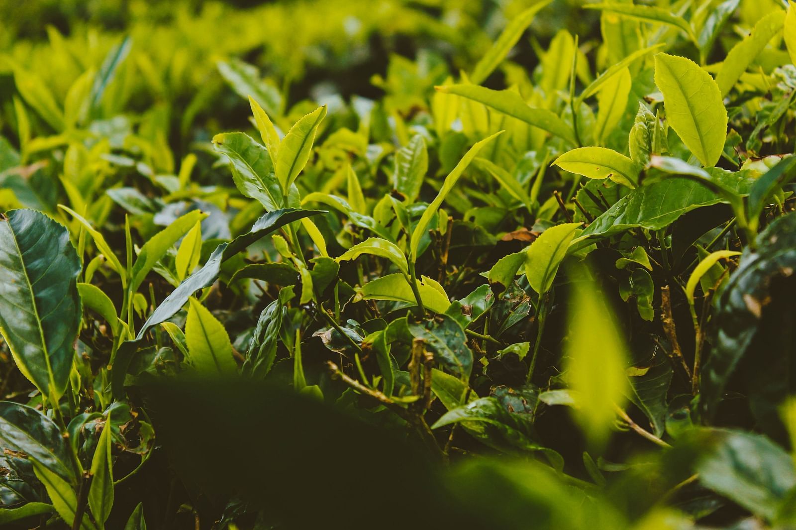 plants growing in a fertile land