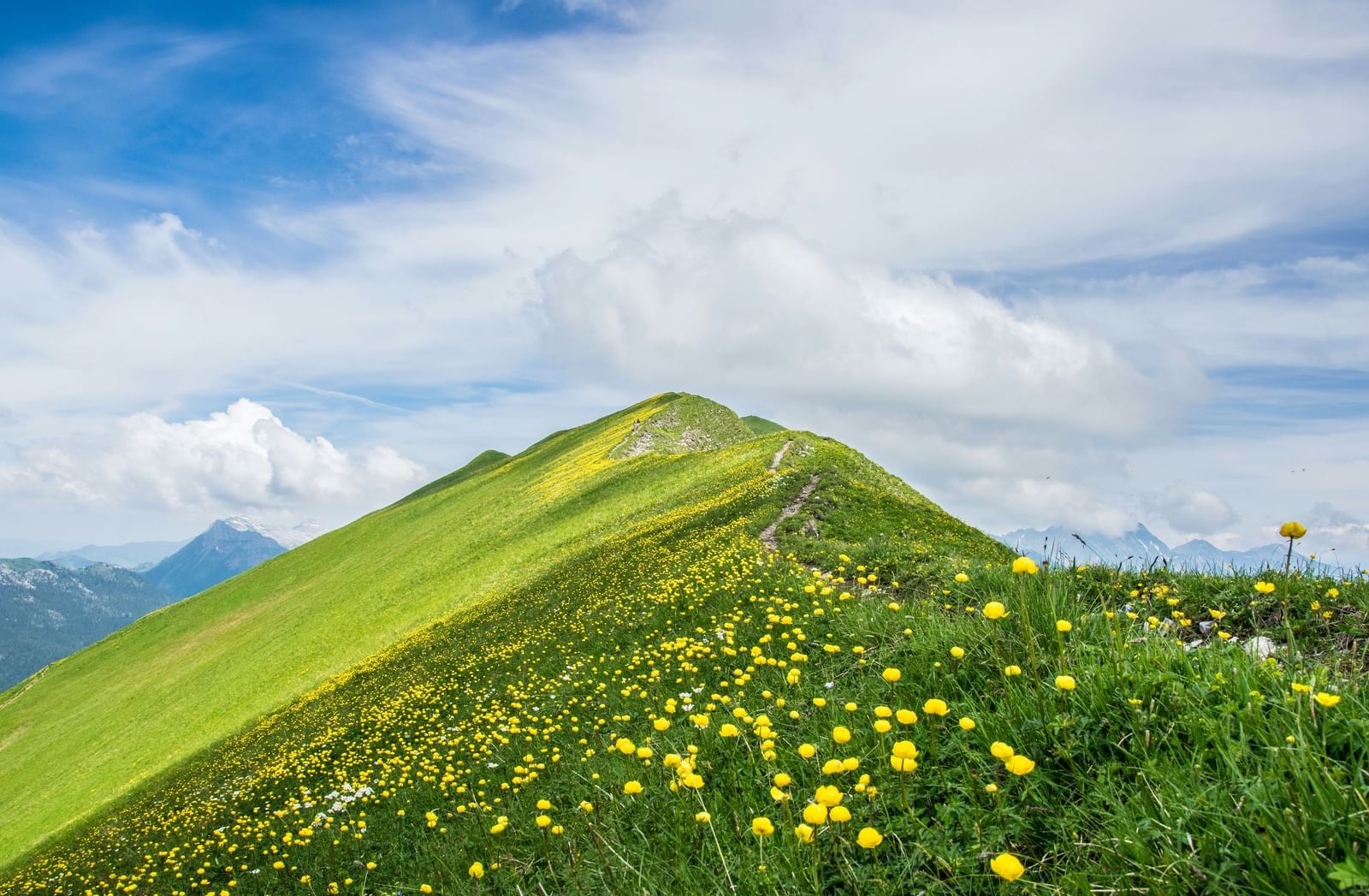 A panoramic view of a vibrant green mountain slope covered in a carpet of yellow wildflowers, under a bright blue sky with fluffy white clouds.