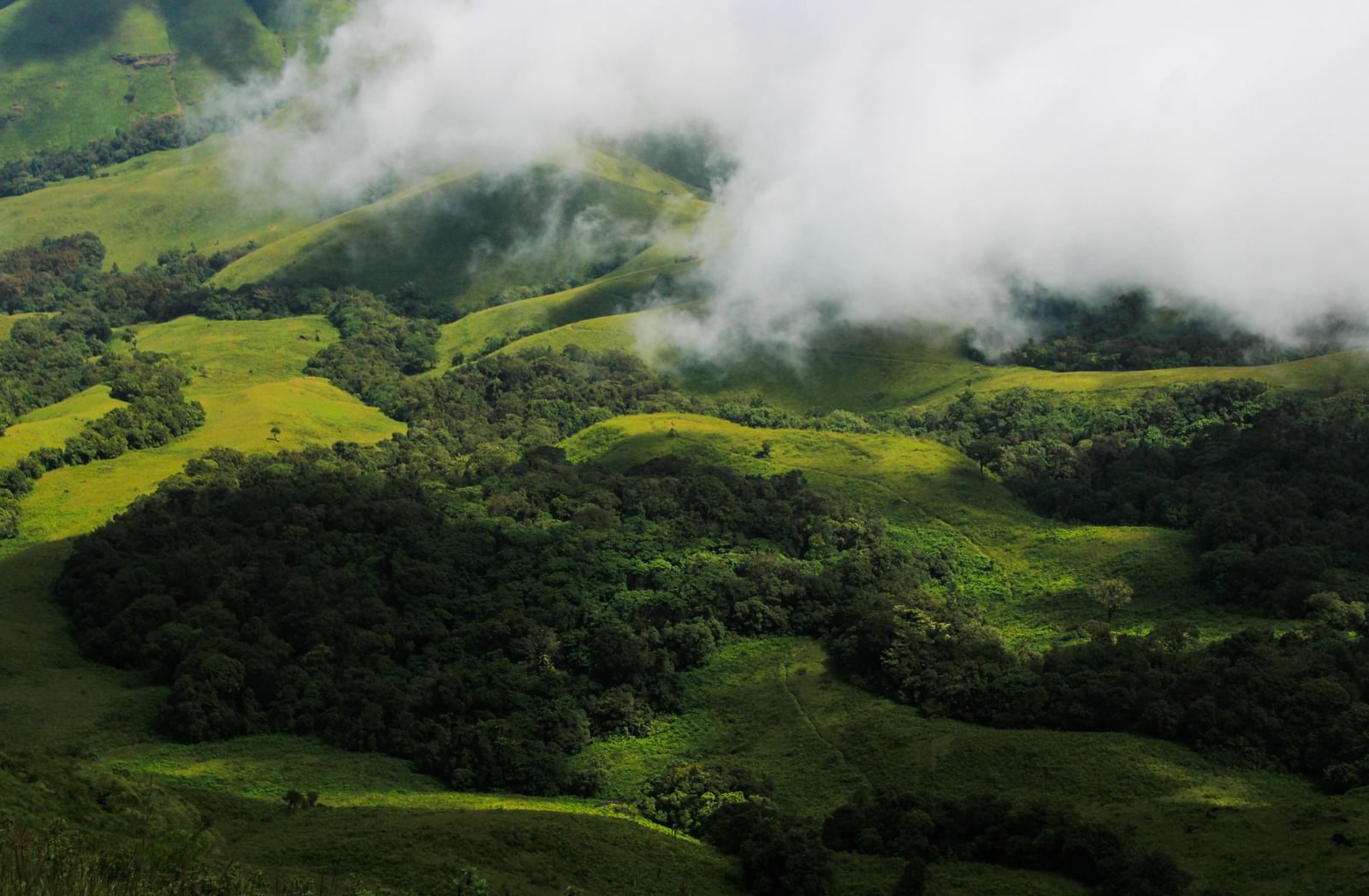  An aerial view of rolling green hills partially covered by misty white clouds, with patches of dense forest below.