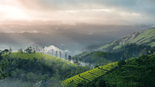 image of a serene hill station with covered with vast tea gardens - best hill station to visit in Kerala