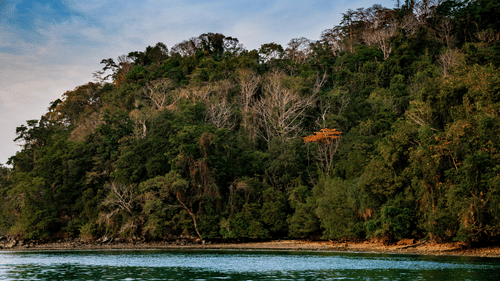 A mountain by the sea shore with trees on top of it | Barefoot at Havelock