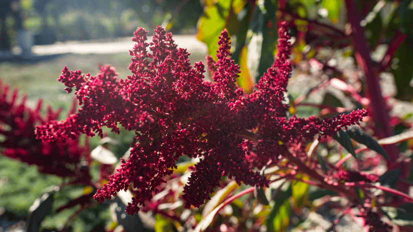 A cluster of fuzzy flower spikes growing from a plant with large leaves and thick stems under the soft light of a sunny day.