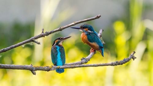 Salim ali bird sanctuary