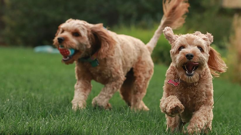 Two happy Cockapoo dogs playing fetch in a grassy yard.