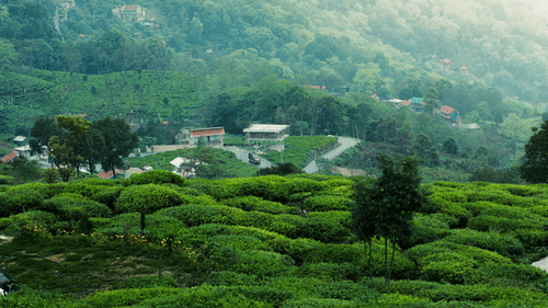 Full view of a lush green coffee plantation field with a thin road and a few settlements around it.