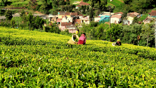 Workers picking tea leaves from a tea plantation with many houses seen in the background.