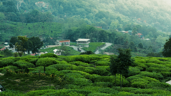 Full view of a lush green coffee plantation field with a thin road and a few settlements around it.