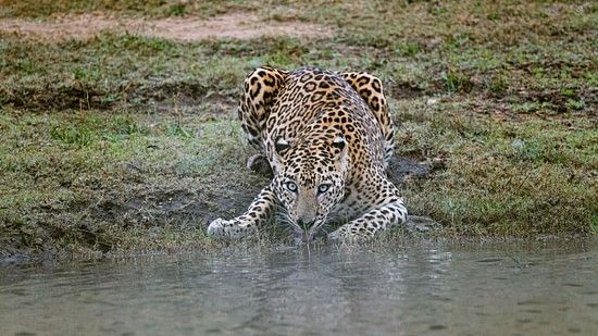 Bhadra Wildlife Sanctuary Safari