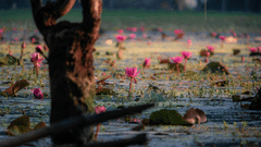 Pink water lilies in a wetland.