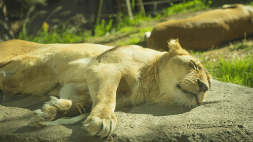 an image of lion sleeping