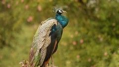 A close up shot of a peacock standing on a rock in bandipur national park.
