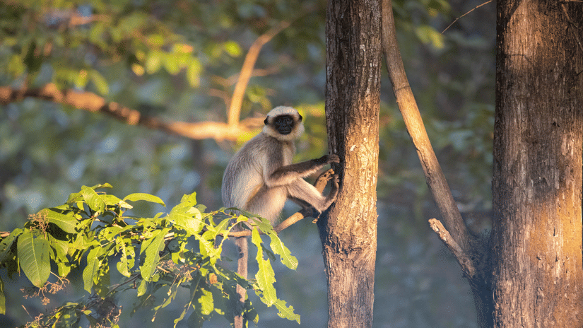 A small gray langur monkey sitting on a tree branch, gripping the trunk with its hands and looking toward the left amid green foliage and forest trees.