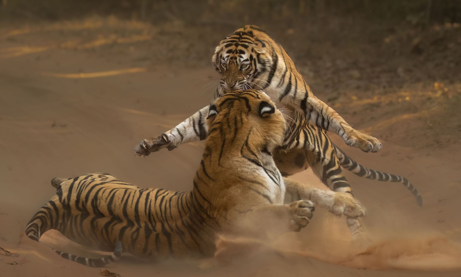 Clive Burns Right hook Remembering Tigers 8