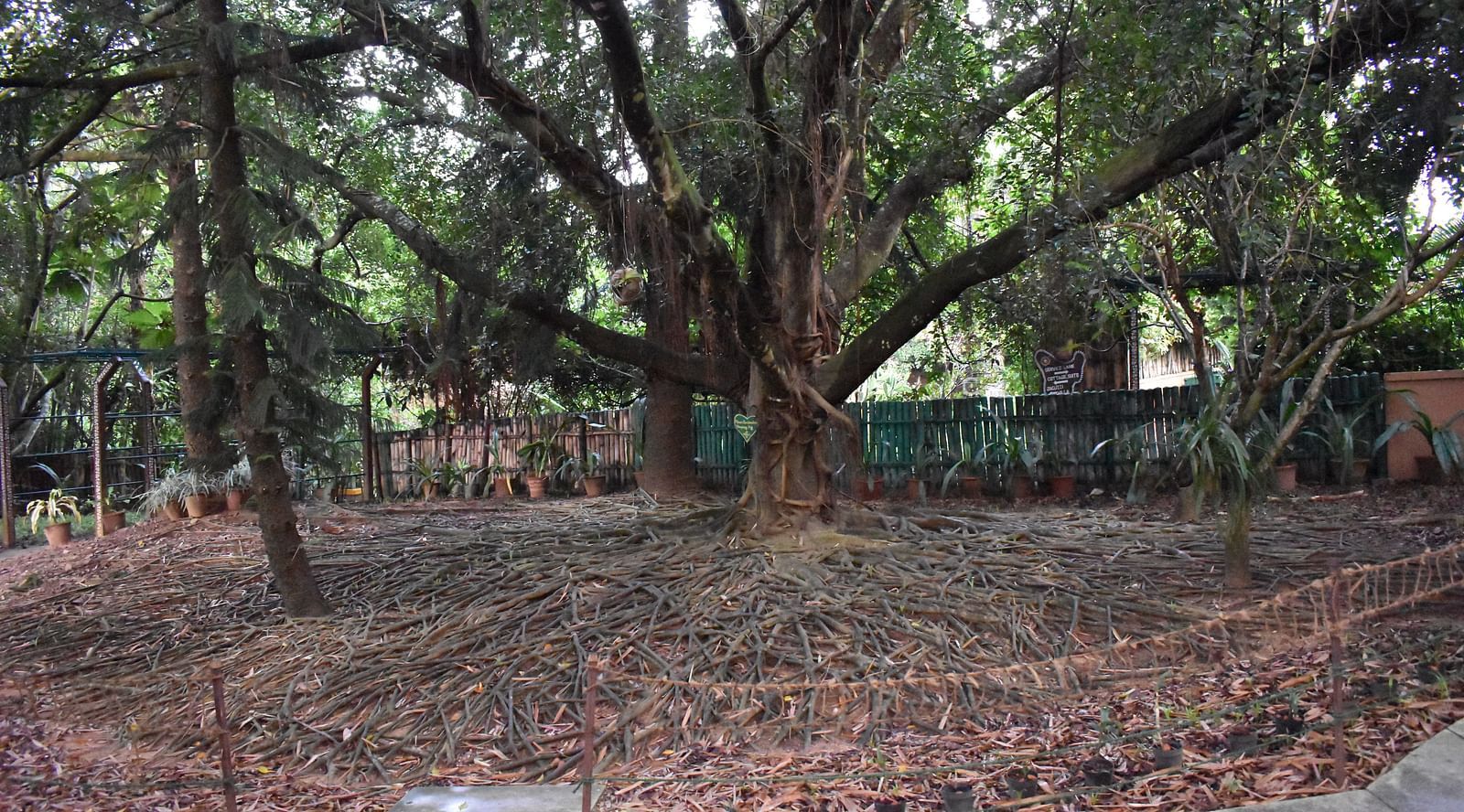 image of the old ficus tree protected with a barricade 