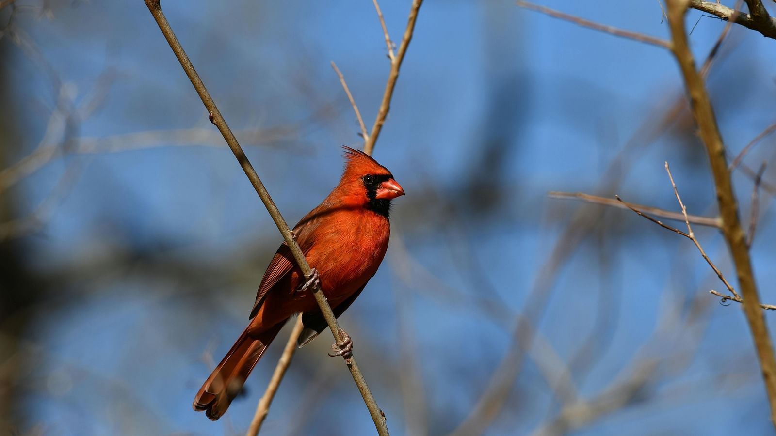 image of a red bird sitting elegantly on a branch with a clear blue sky in the background