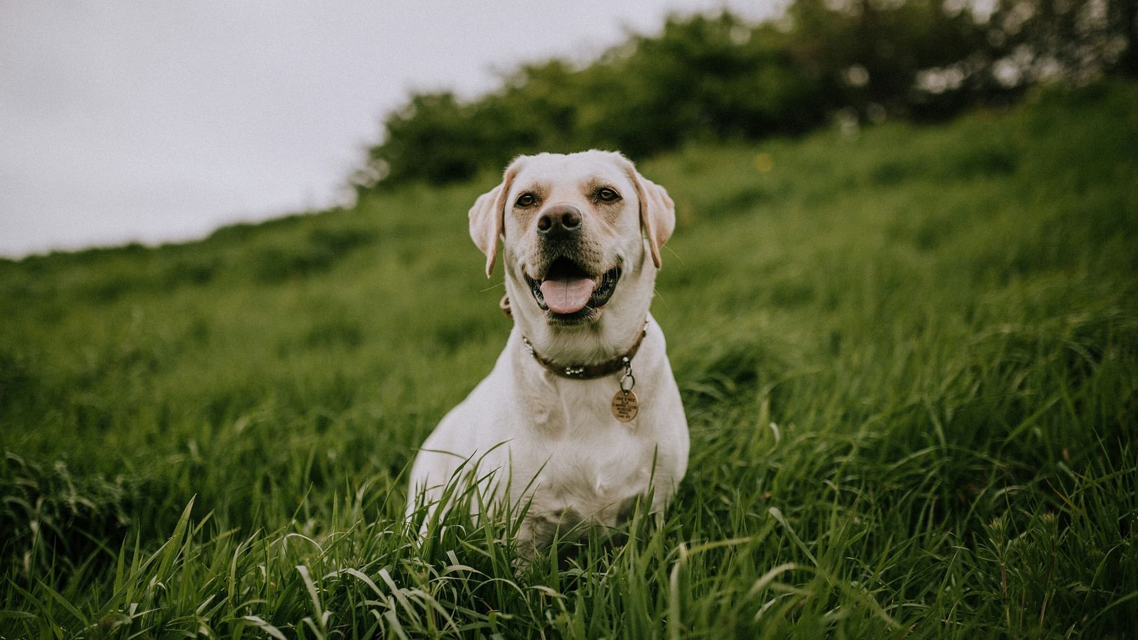 A happy white Labrador Retriever sitting in a field of green grass.