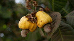 cashew fruit 