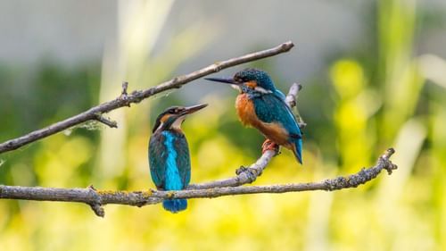 Salim ali bird sanctuary