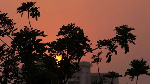 the sun setting behind trees and buildings