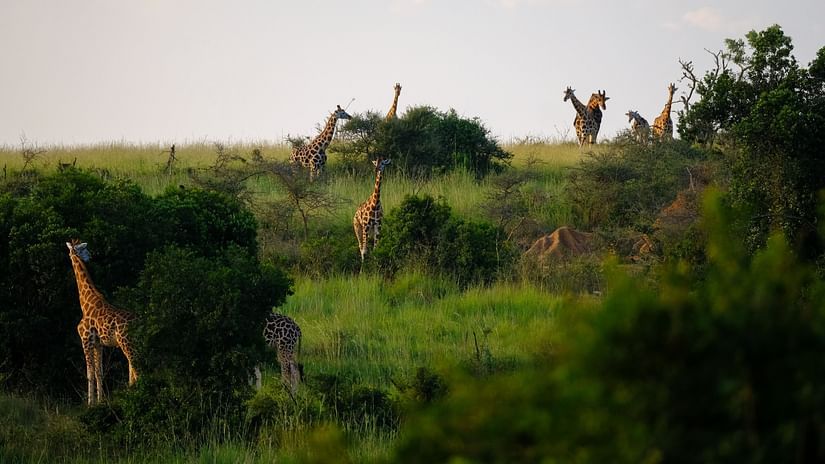 Giraffe Centre