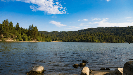 A beautiful lake with calm crystal clear waters with pine forests at the banks of the lake featuring a clear blue sky.