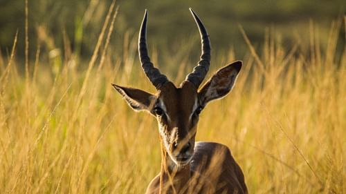 an antelope in a field