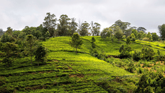 A view of the tea estates in coonoor with small trees on it