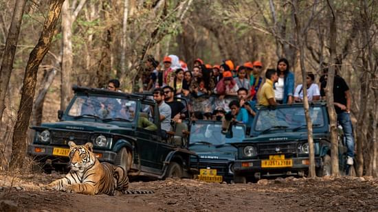 Jungle Safari Stone Wood Premier Dandeli