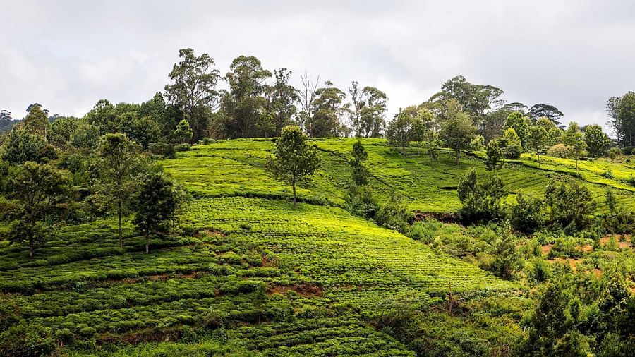 a view of the tea estates in coonoor with small trees on it