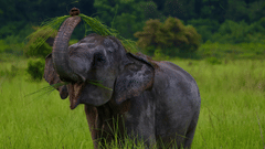 A magnificent elephant standing in a lush green field, using its trunk to lift a large bunch of tall grass towards its open mouth to eat with trees in the background during a Periyar elephant safari.