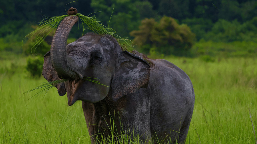 A magnificent elephant standing in a lush green field, using its trunk to lift a large bunch of tall grass towards its open mouth to eat with trees in the background during a Periyar elephant safari.
